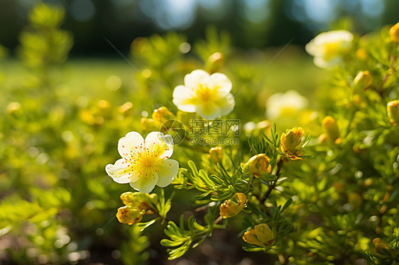 夏季美丽的小黄花图片