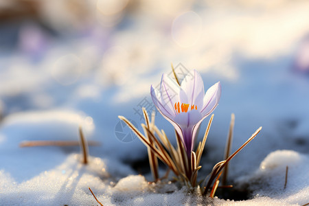 雪脂莲雪地中盛开的雪花莲背景