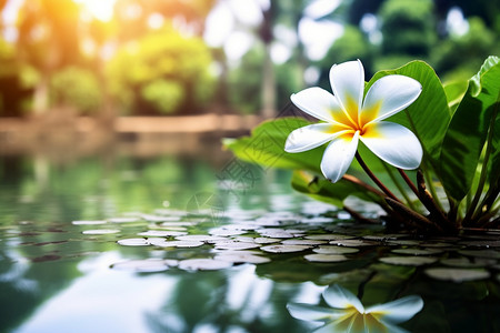 水边的鸡蛋花背景图片