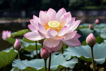 夏季清幽中的莲花池塘图片