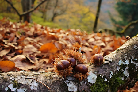 秋日森林之美图片