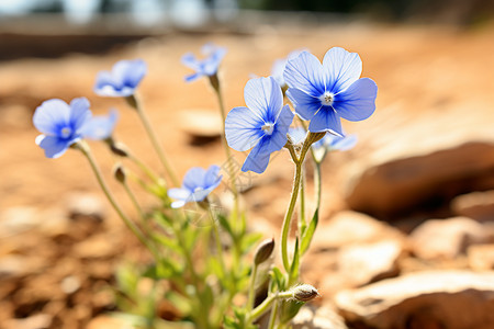 野地里孤独的蓝花图片