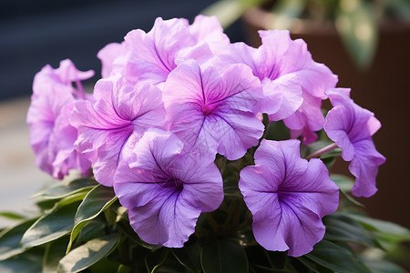 缤纷的紫色花卉图片