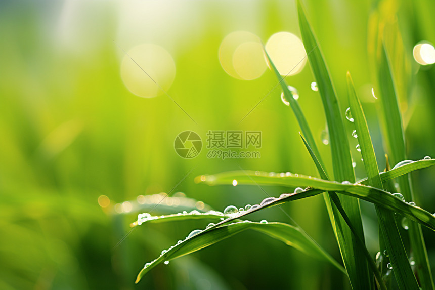 绿色麦苗上的雨滴图片