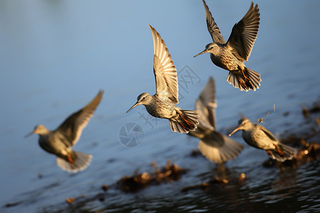 鸟儿群飞的湖面图片