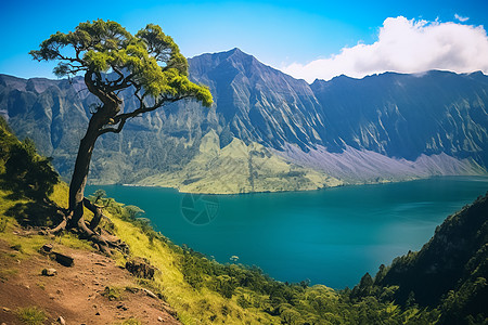 湖泊山水岸边的树图片