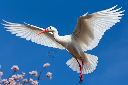 飞翔的白鸟图片
