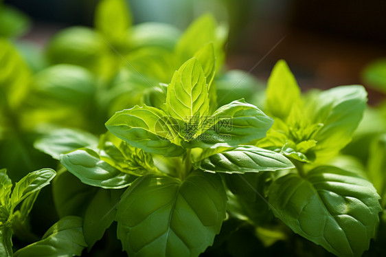 绿色植物图片