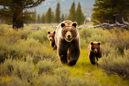 野外树林中的棕熊图片