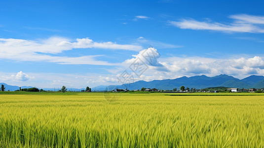 水稻蓝天郁郁葱葱的农田背景