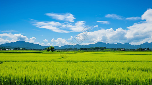 水稻蓝天晴空下的农田美景背景