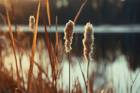 秋季湖边的芦苇图片