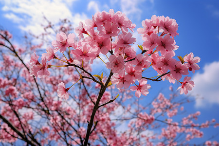 户外盛开的美丽樱花图片