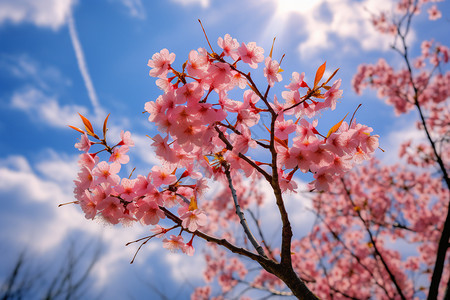 春天户外盛开的美丽樱花图片