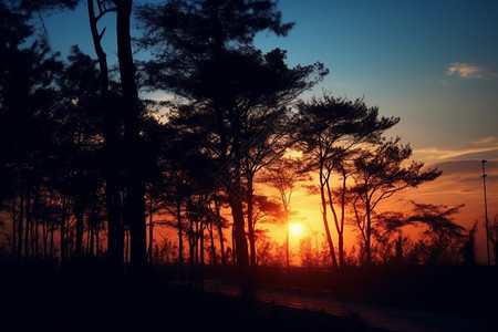 夕阳余晖中的林间小路图片