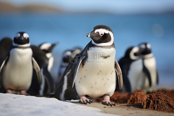 寒冬中的企鹅群图片