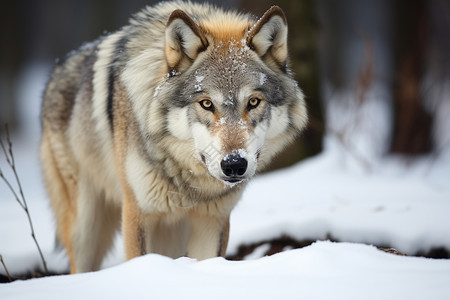 雪地里的灰狼图片