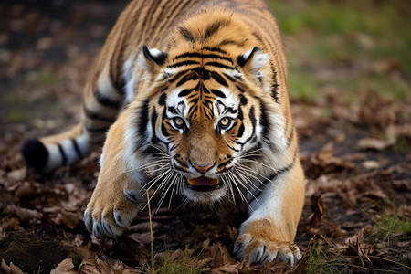 亚洲雨林中老虎图片