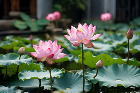 粉色莲花池的美丽景观高清图片