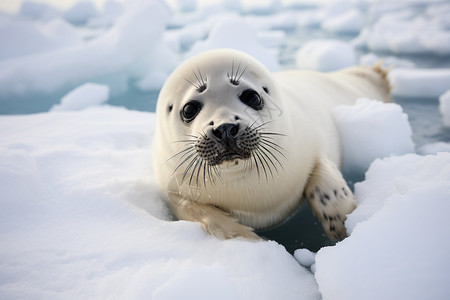 冬季雪地中的海豹图片