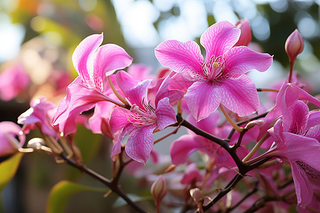 花香四溢的兰花图片