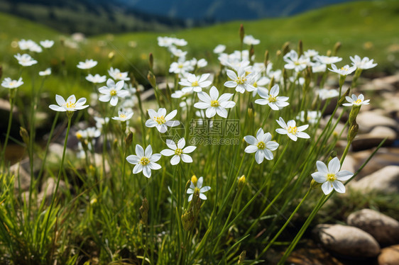 高山上的生长的银莲花图片