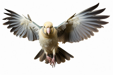 自由展翅的鹦鹉图片