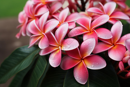 热带花园中盛开的茉莉花图片