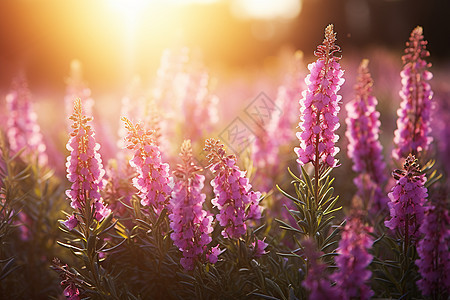 炎夏里紫色开放的花朵图片