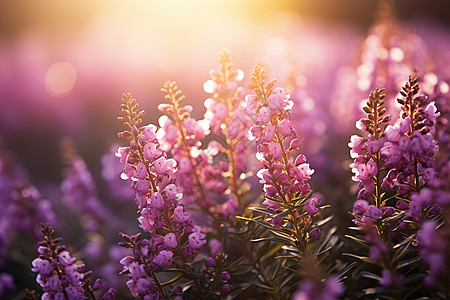 阳光下唯美的紫色花朵背景图片
