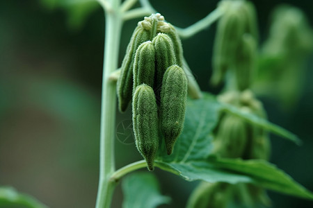 芝麻植物芝麻草叶上的芽苞背景