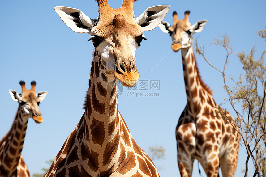 蓝天白云非洲长颈鹿群在草地和树丛中图片
