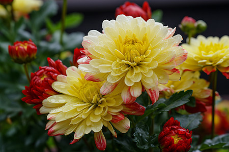 雨后的菊花图片