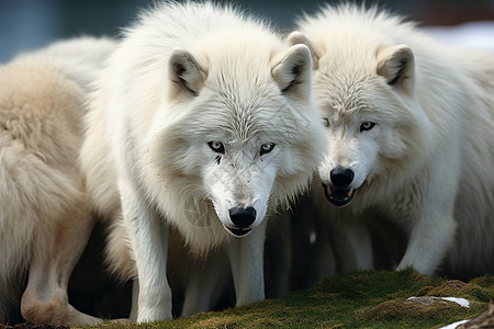 三只白色狼站在覆盖着雪的草地上图片