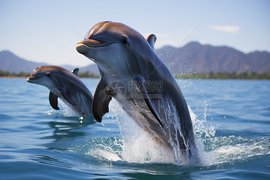 两只海豚在海中一起跳跃图片