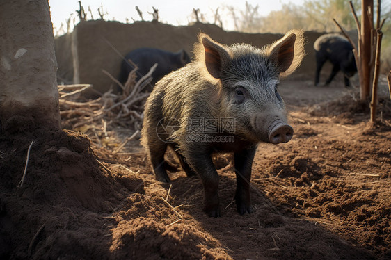 猪在泥巴上站着图片