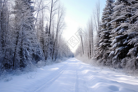 雪路树冬日森林里的雪路背景