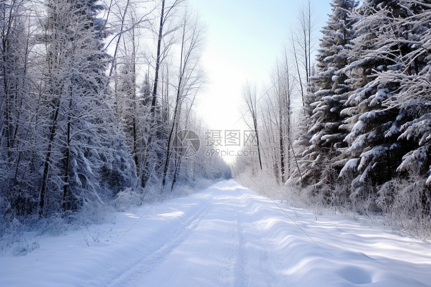 冬日森林里的雪路图片