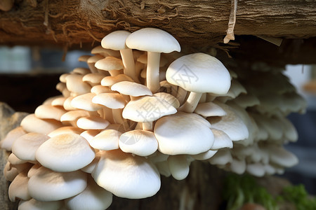 一簇美味的蘑菇图片