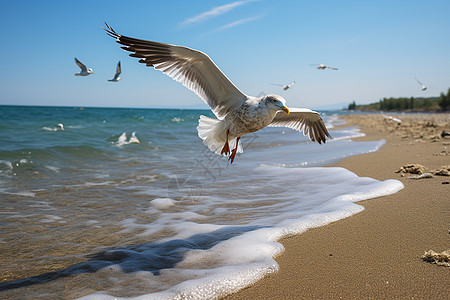 沙滩上觅食的海鸥图片
