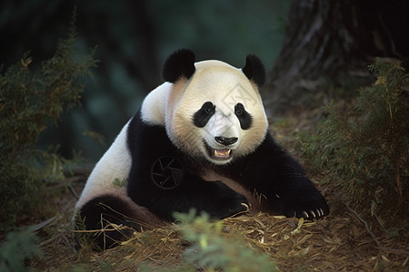 熊猫在草地上图片