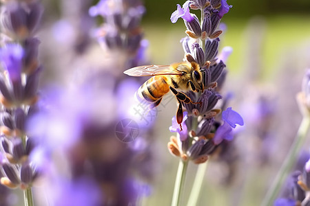 蜜蜂与花海图片