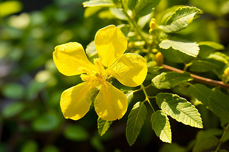 花园中盛开的小黄花背景图片