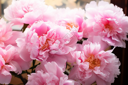 盛开的粉色牡丹花图片