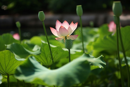 莲池中粉莲荷花莲藕粉高清图片