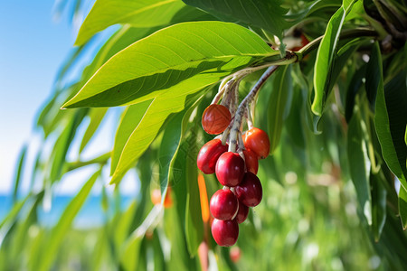 热带美食药材种植基地高清图片