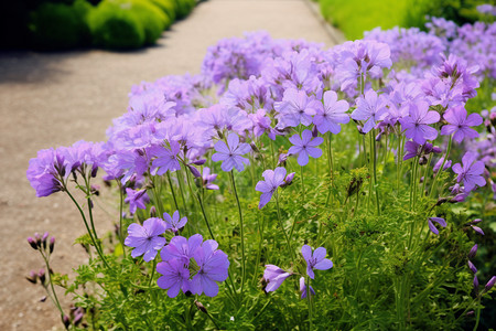 紫花园区园区草坪高清图片