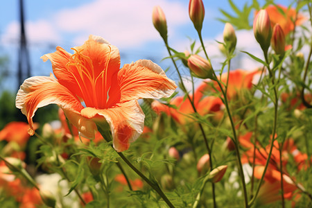 橙花草原花卉苦橙花高清图片