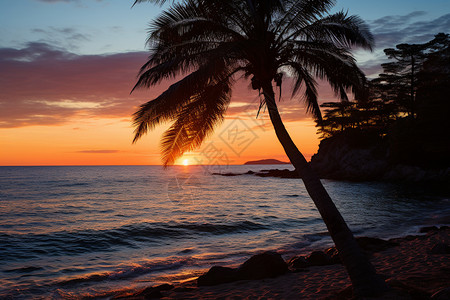 夕阳下沙滩上的棕榈树图片