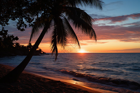 日落时分的棕榈树和海滩图片